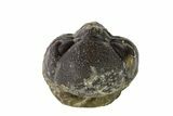 Bargain, Wide, Enrolled Austerops Trilobite - Morocco #156997-1